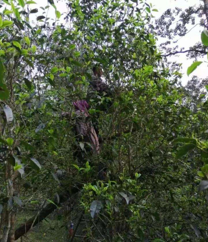 2022年一扇磨古樹春茶特點(diǎn)？