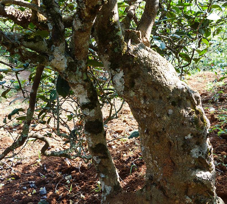 2022年一扇磨山林之息，雨林之味，原始之態(tài)