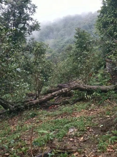 2022年一扇磨古樹春茶價(jià)格？