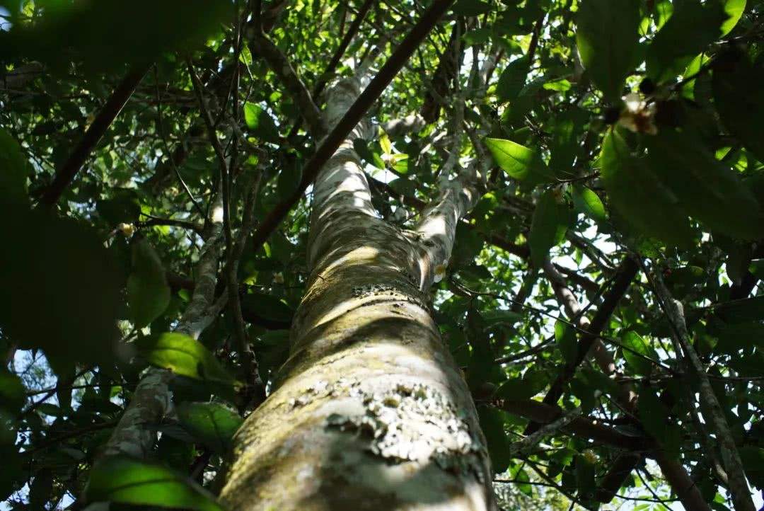 2022年香椿林古樹春茶口感？