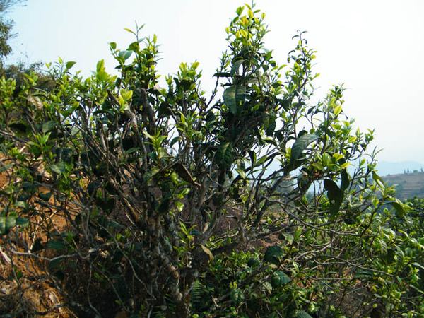 2022年香椿林古樹春茶價格？