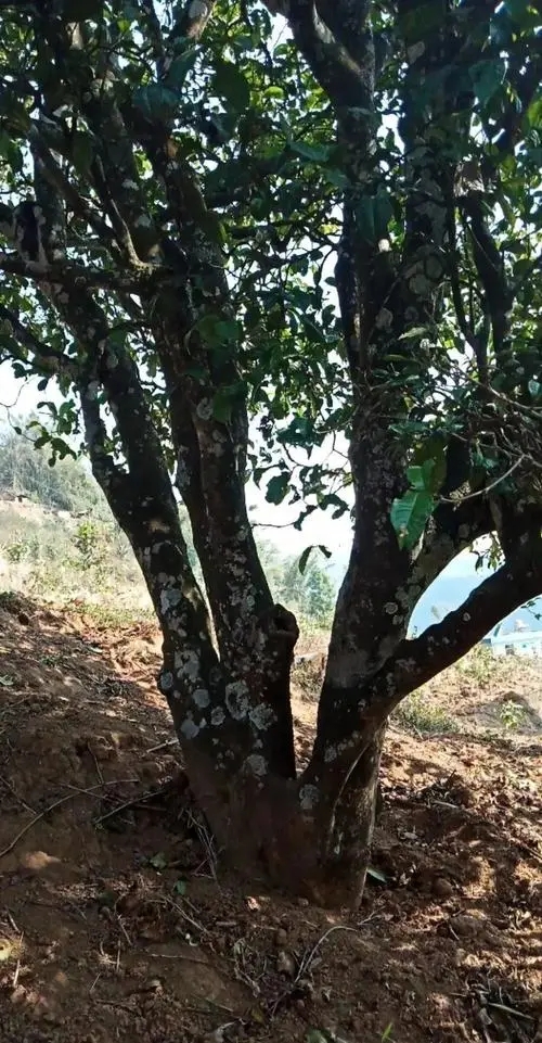 2022年香椿林古樹春茶多少錢一公斤？