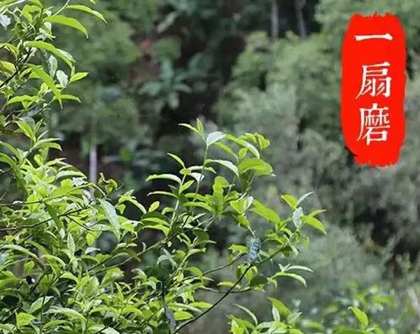 2022年,不可錯(cuò)過的超微產(chǎn)區(qū)香椿林古樹春