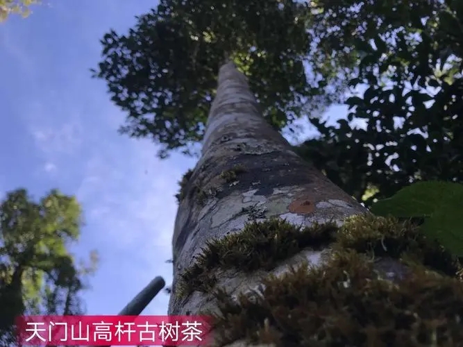 2022年天門山古樹春茶特點(diǎn)？