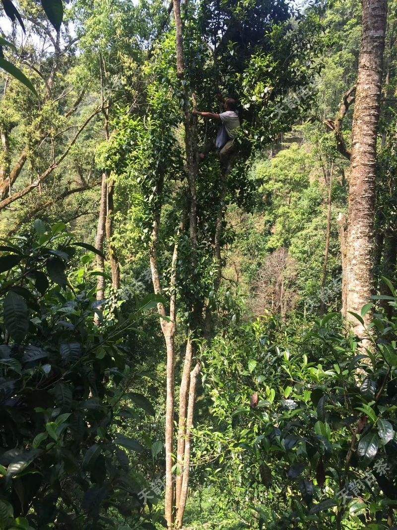 2022年天門山古樹春茶口感？