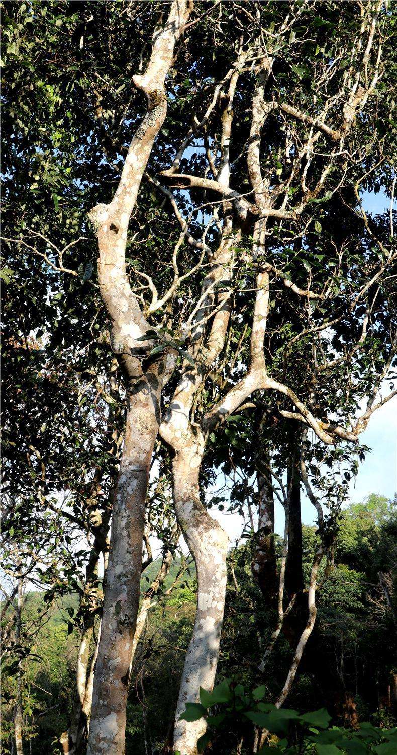 2022年天門山高桿古樹茶，神秘存在的好茶