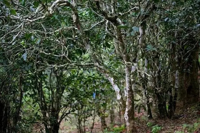 2022年高山寨古樹春茶特點(diǎn)？