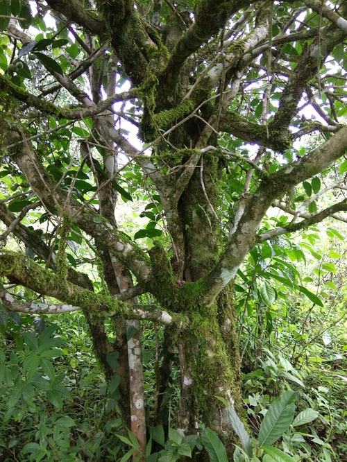 2022年高山寨古樹春茶口感？