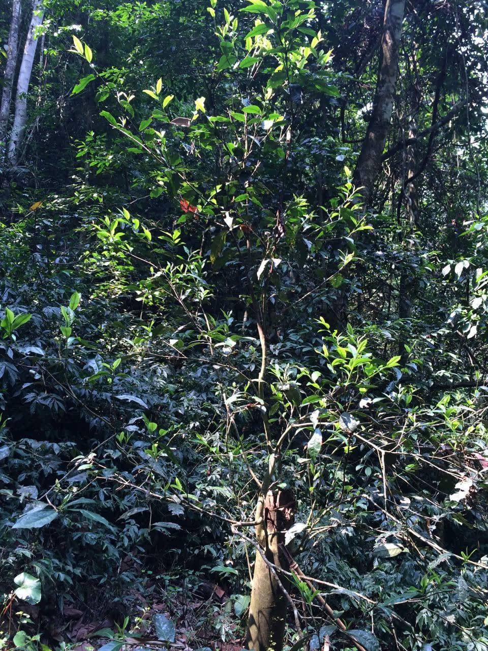 2022年高山寨古樹(shù)春茶多少錢(qián)一公斤？