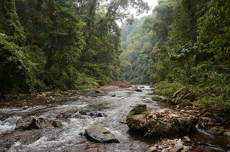 2022年銅箐河古樹春茶特點(diǎn)？