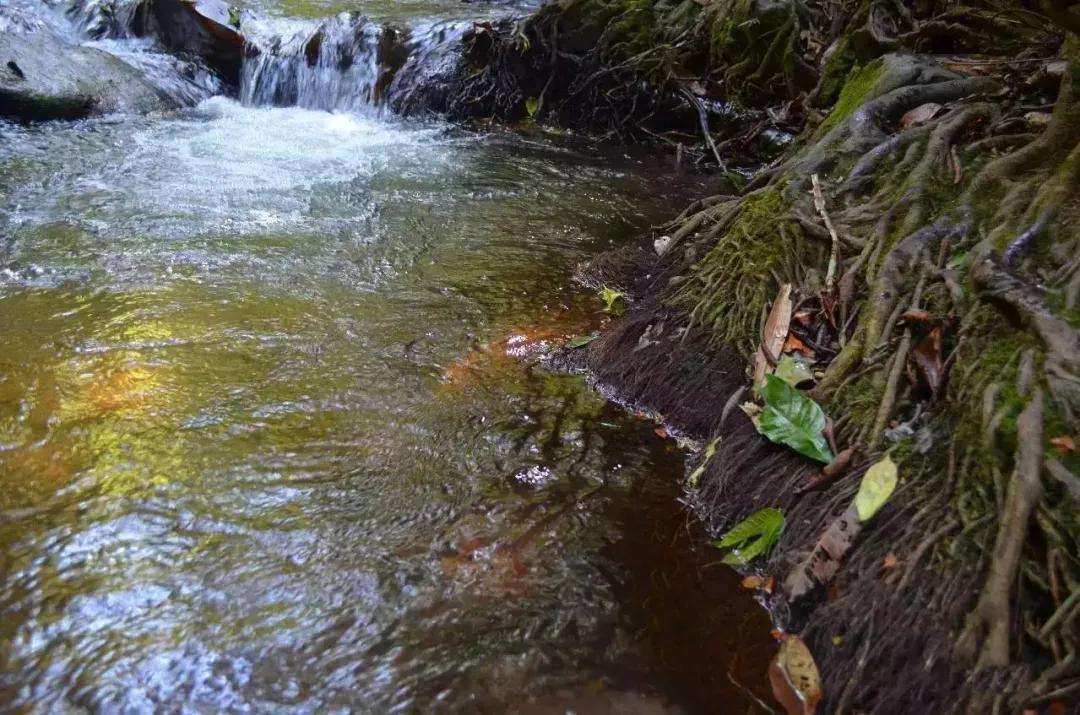 2022年銅箐河古樹(shù)春茶口感？