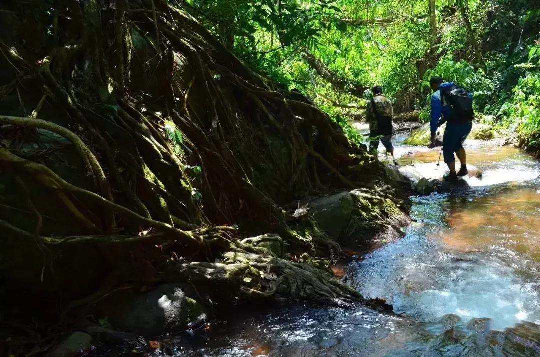 2022年銅箐河古樹春茶價格？