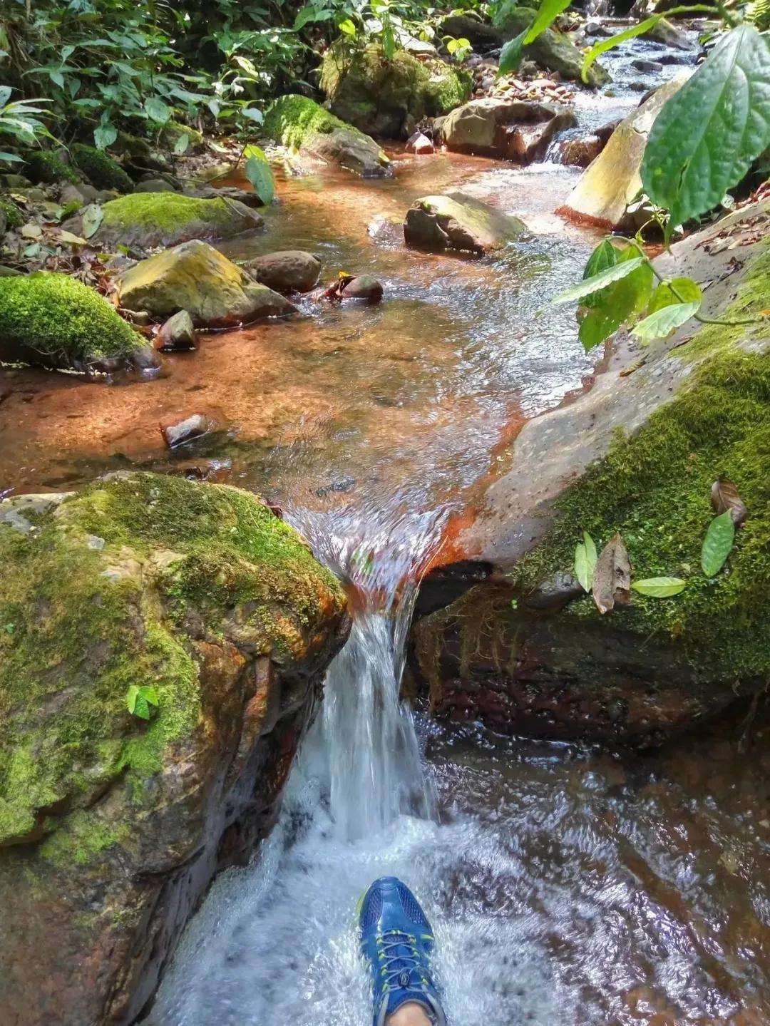 2022年銅箐河古樹(shù)春茶多少錢(qián)一公斤？