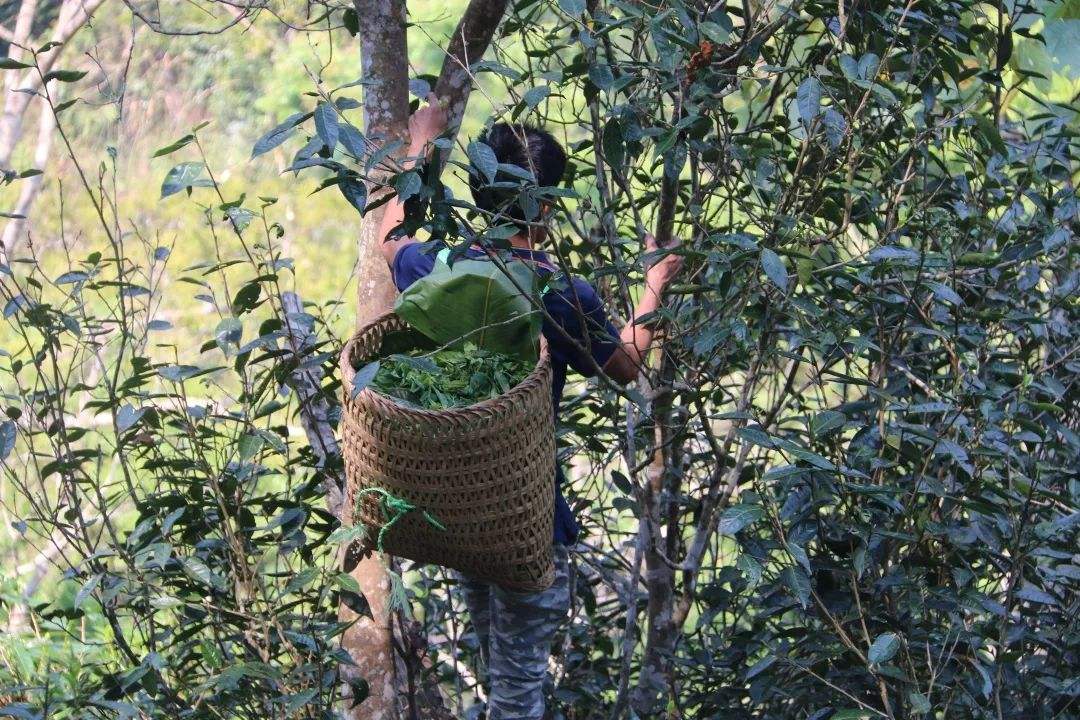 2022年百花潭古樹春茶特點(diǎn)？