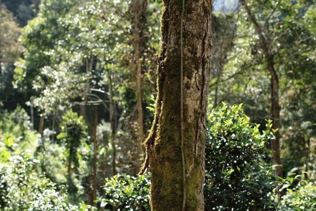 2022年百花潭古樹(shù)春茶口感？