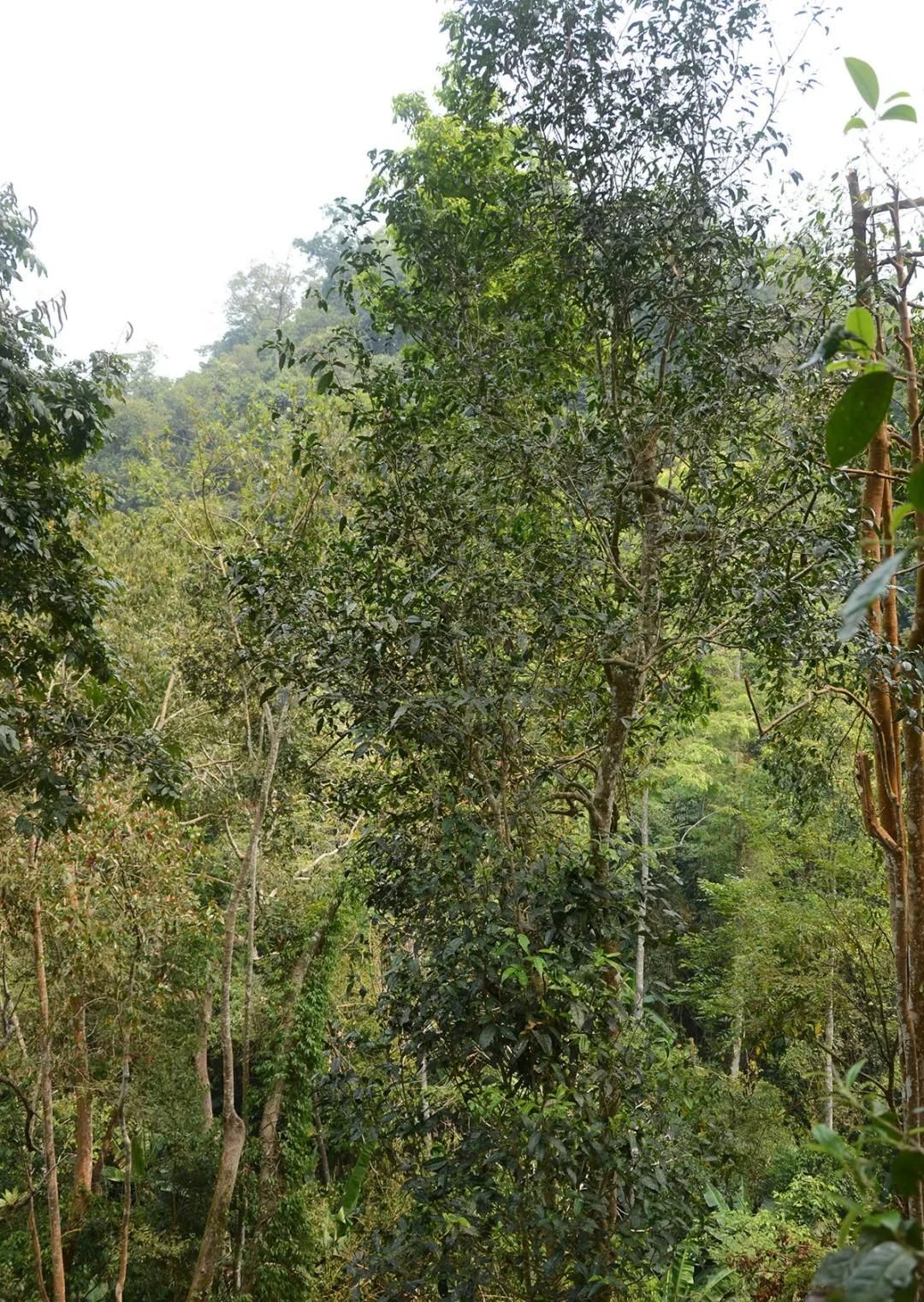 2022年百花潭古樹春茶價格？