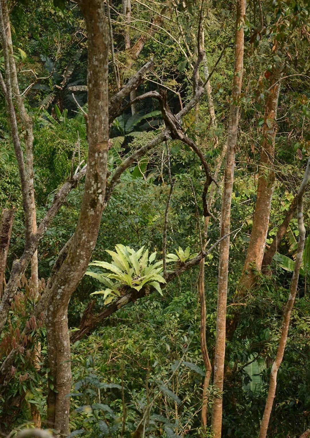 2022年百花潭古樹春茶多少錢一公斤？