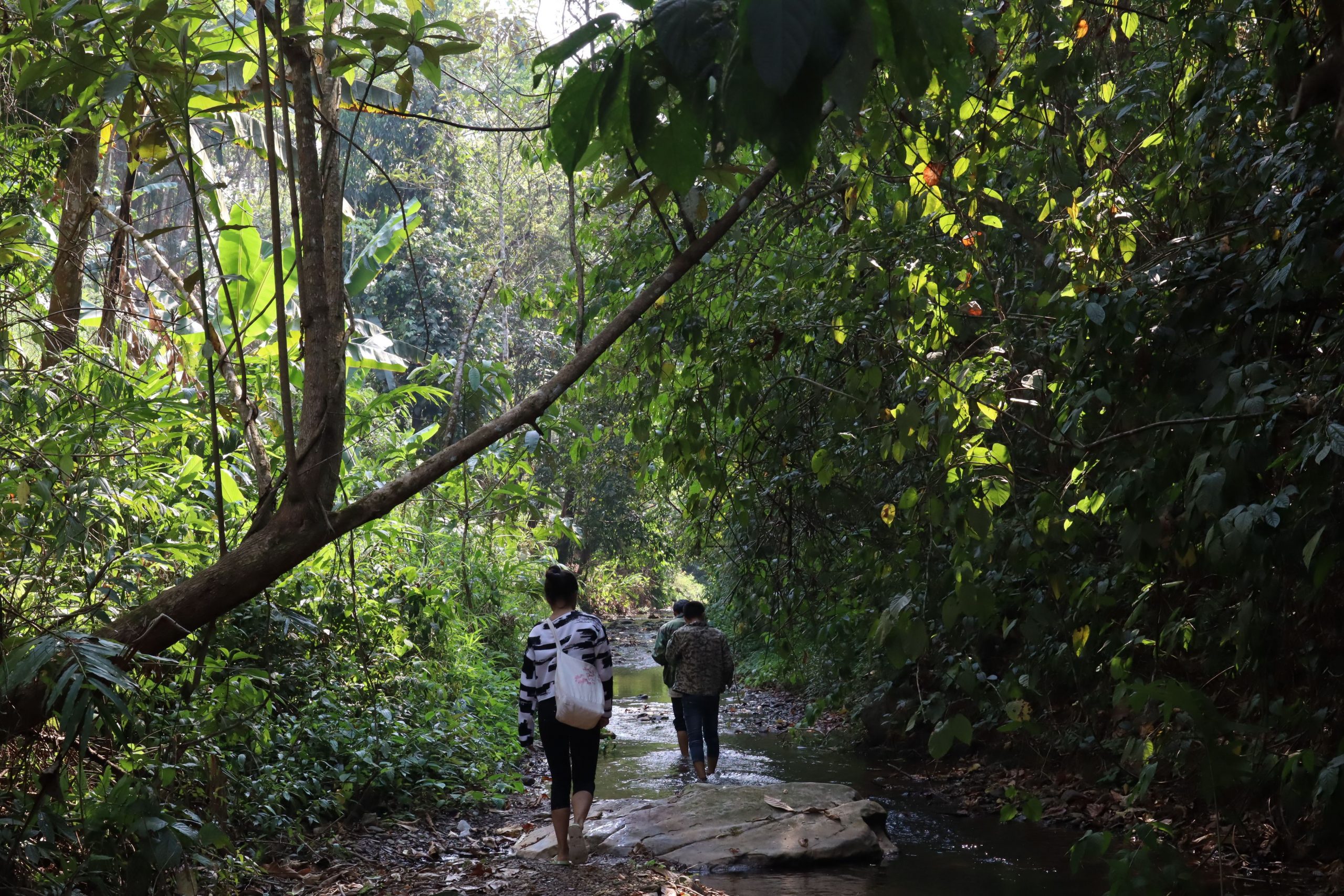2022年蟒蛇箐古樹(shù)春茶口感？