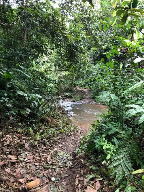 2022年蟒蛇箐古樹(shù)春茶價(jià)格？