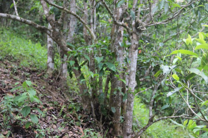 2022年銅箐河古樹春茶多少錢一公斤？