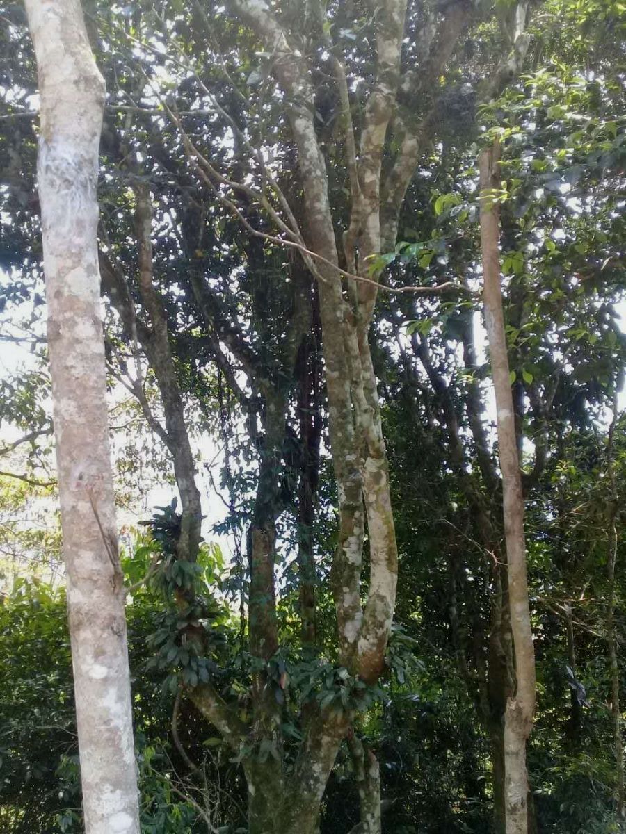 2022年蟒蛇箐古樹春茶被稱之為“蛇精”的普洱茶