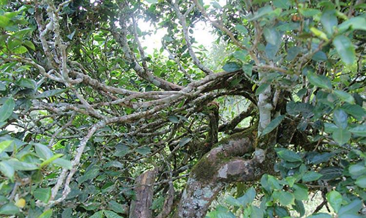 2022年倚邦曼拱古樹春茶特點(diǎn)？