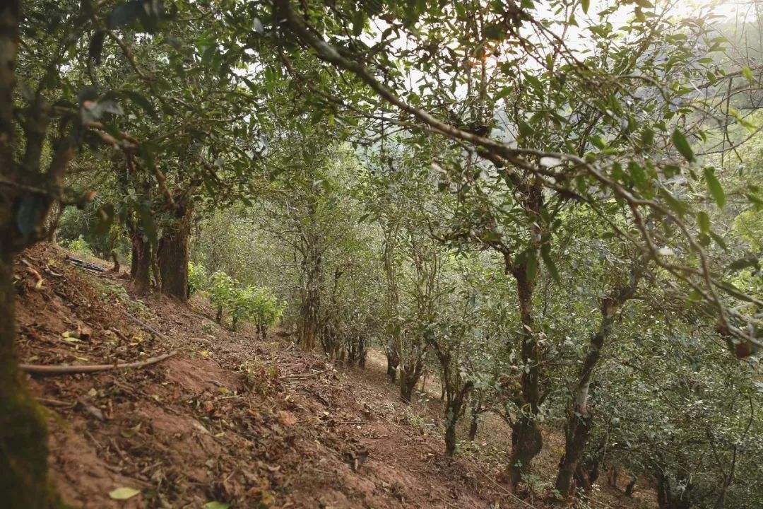 2022年倚邦曼拱古樹春茶口感？