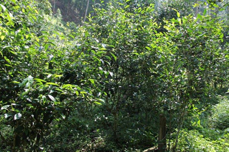 2022年倚邦曼拱古樹春茶價格？