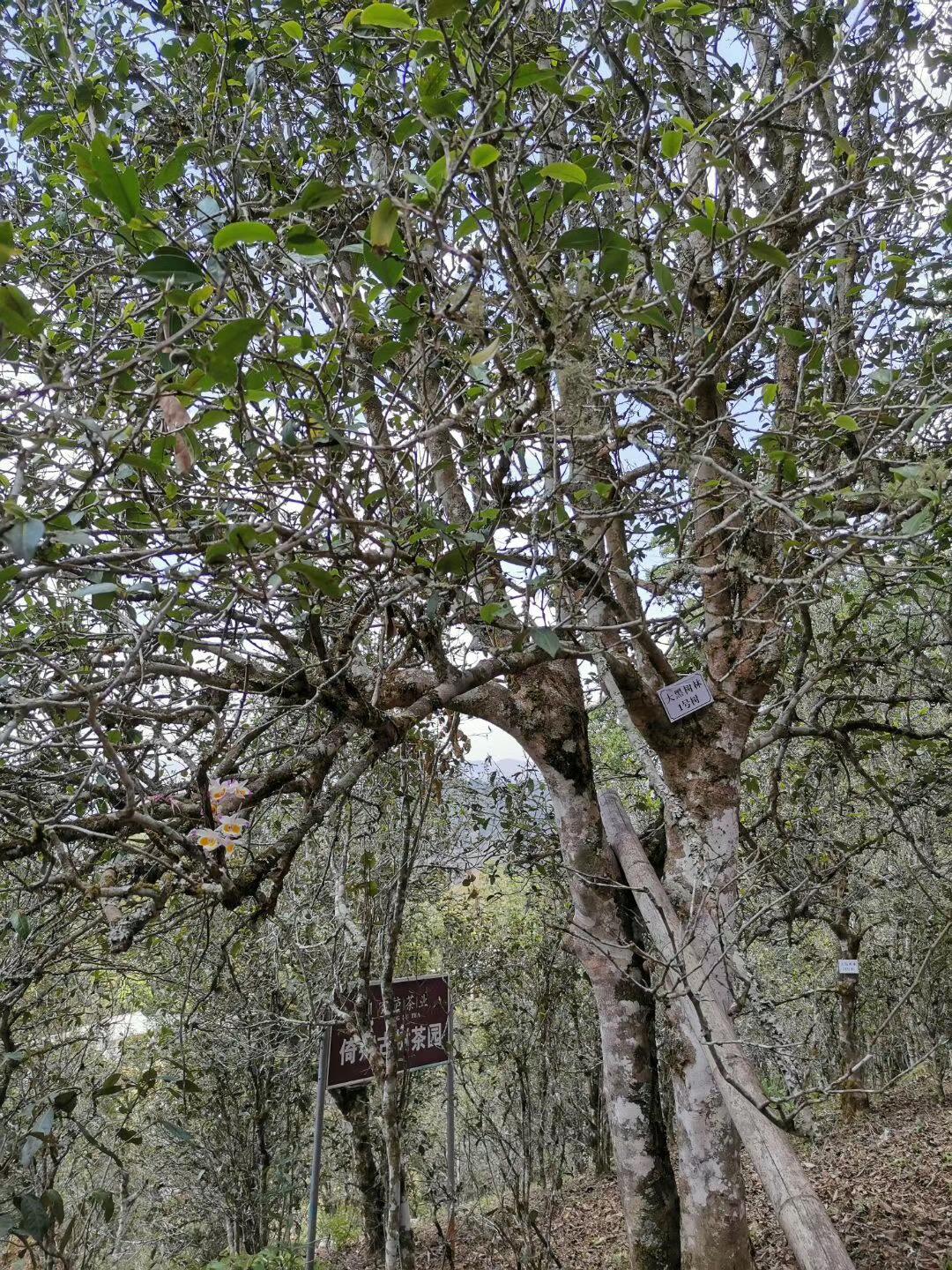 2022年大黑樹(shù)林古樹(shù)春茶特點(diǎn)？