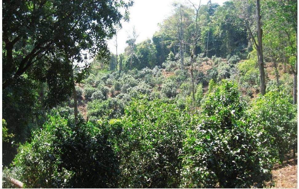 2022年大黑樹林古樹春茶口感？