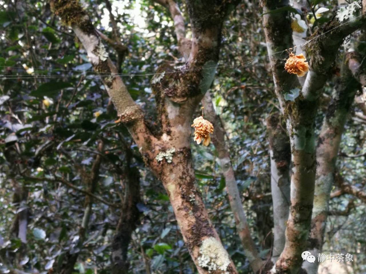 2022年大黑森林古樹春茶多少錢一公斤？