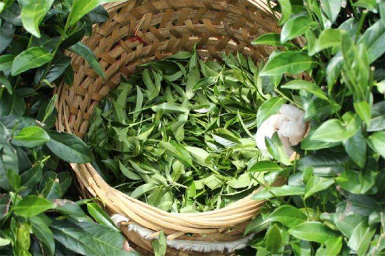 2022年曼松古樹春茶價格？