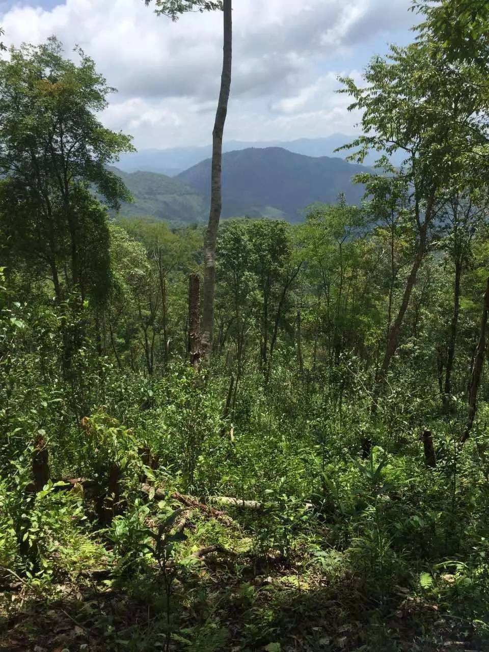 2022年一泡曼松古樹春茶？一飲帝王味……