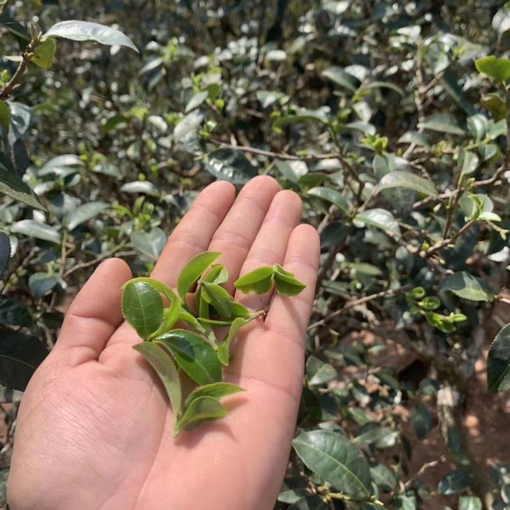 2022年倚邦貓耳朵古樹春茶口感？