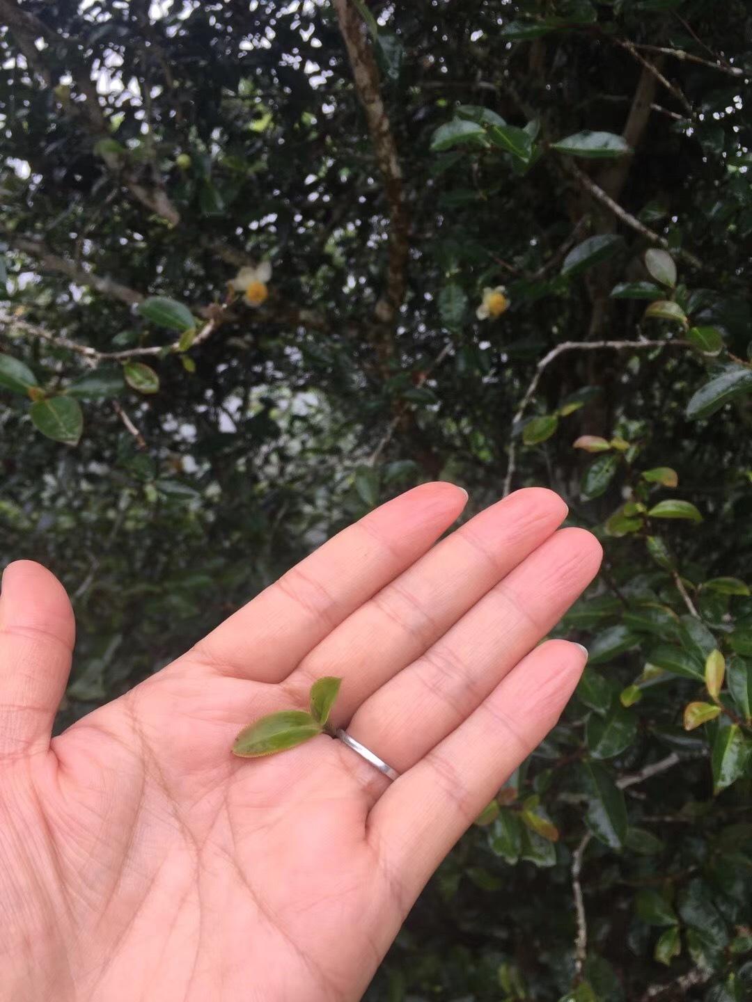 2022年倚邦貓耳朵古樹春茶價格？