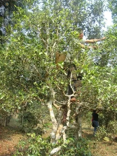 2022年蠻磚古樹春茶價格？