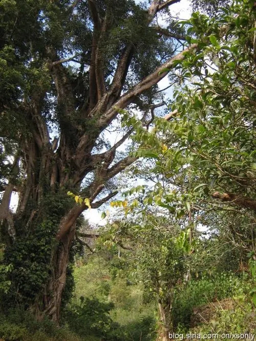 2022年蠻磚古樹春茶多少錢一公斤？