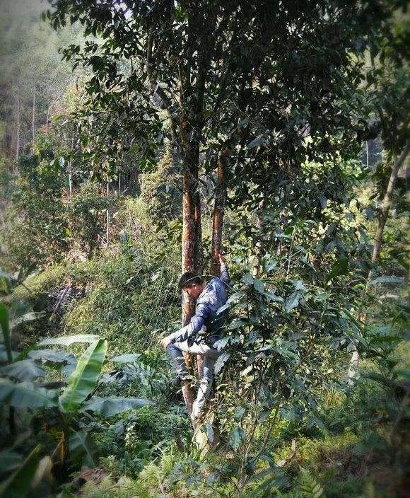 2022年桃子寨古樹春茶特點？