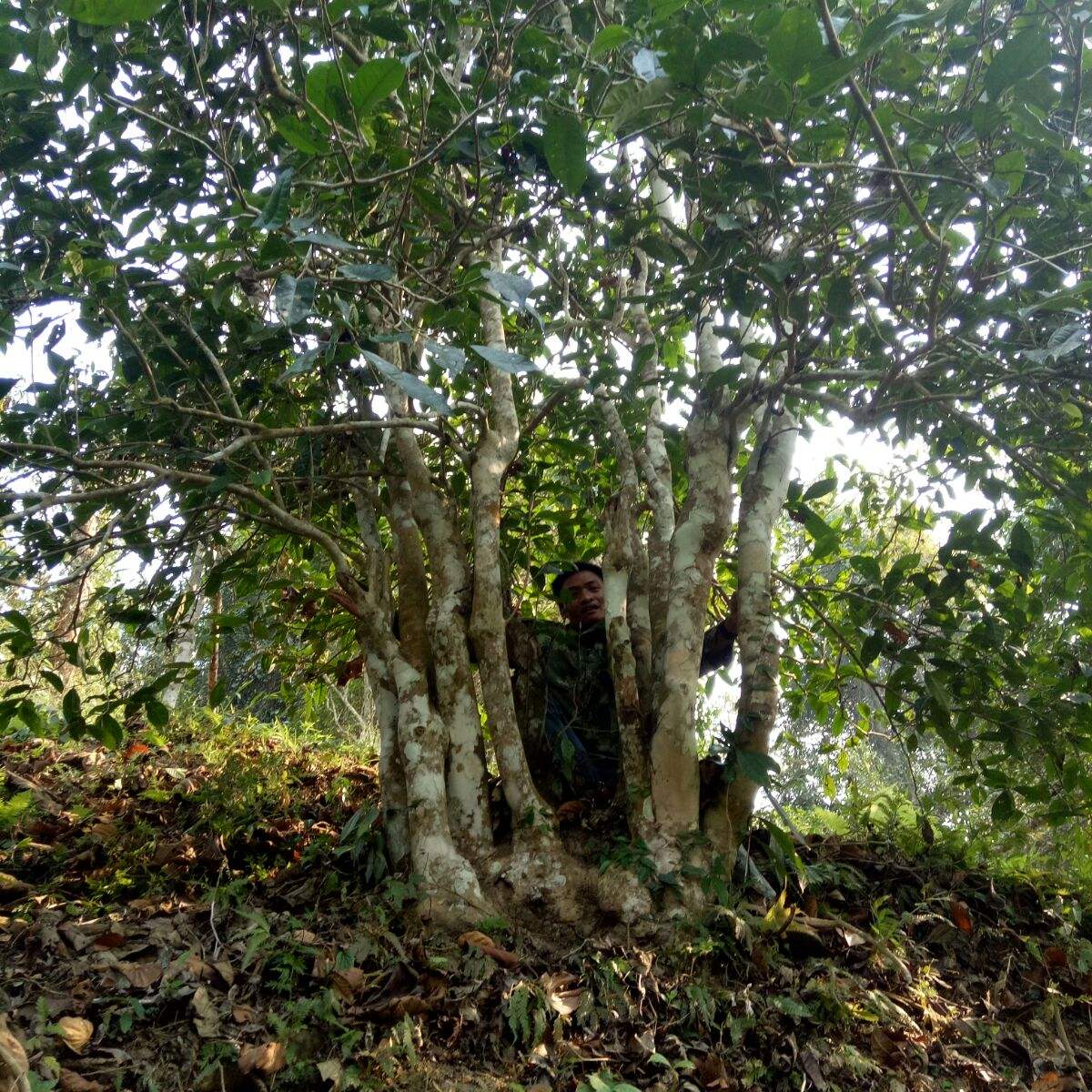 2022年蠻磚瓦龍古樹(shù)春茶特點(diǎn)？