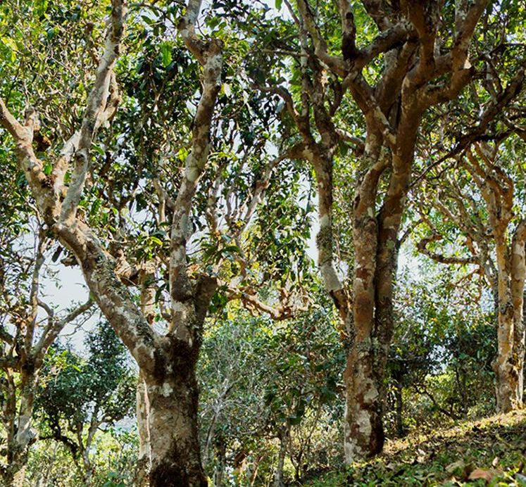 2022年蠻磚瓦龍古樹(shù)春茶價(jià)格？