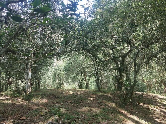 2022年革登古樹春茶多少一公斤？