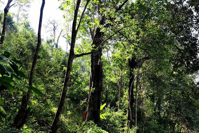 2022年革登古樹春茶，可飲可藏的絕佳茶品