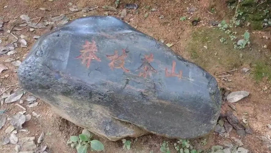 2022年莽枝古樹春茶特點(diǎn)？