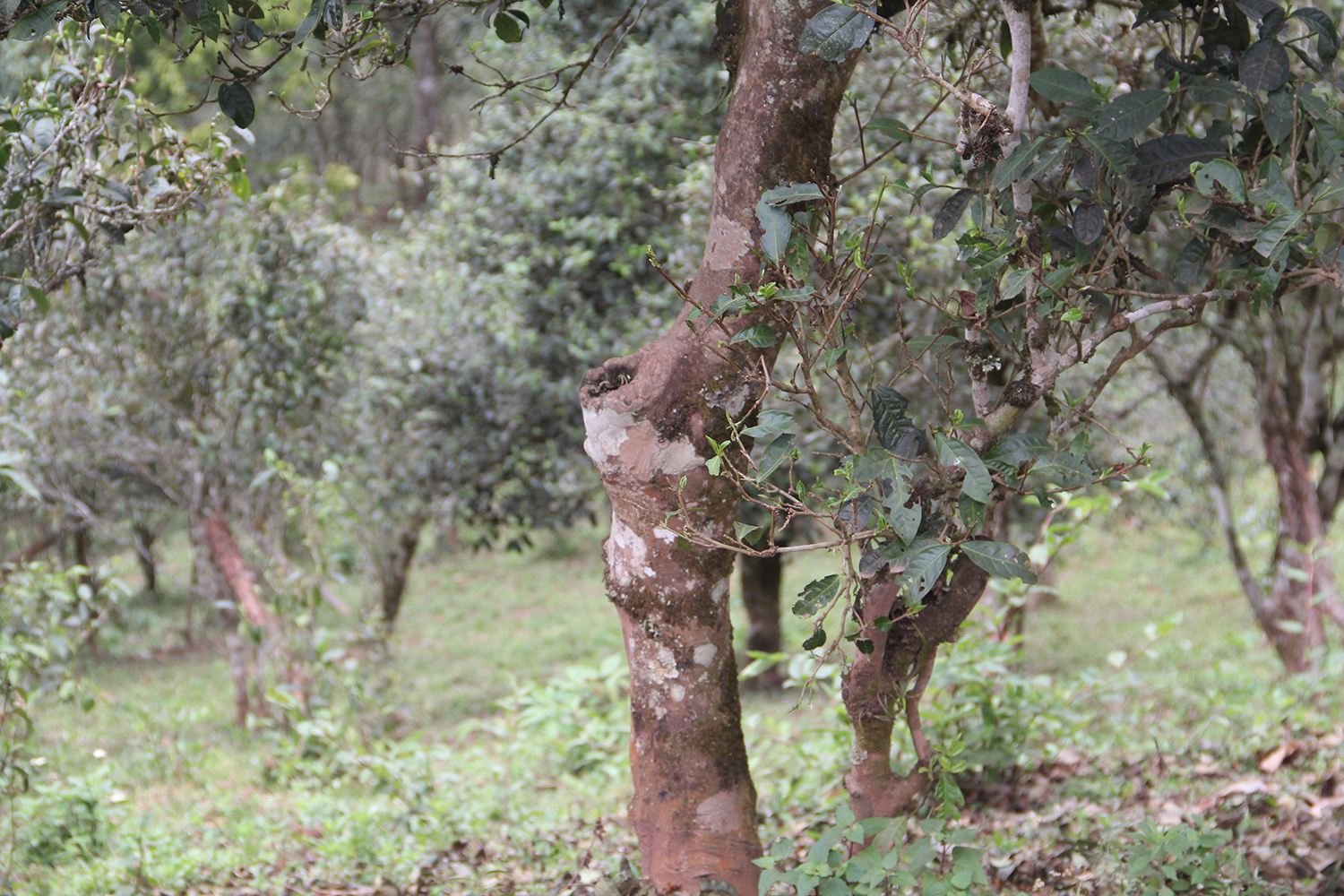 2022年莽枝古樹春茶價格？