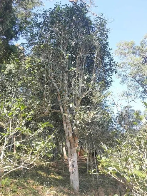 2022年莽枝古樹春茶多少錢一公斤？