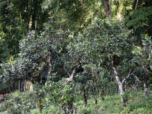 2022年攸樂古樹春茶特點(diǎn)？