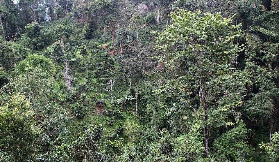 2022年攸樂古樹春茶價格？