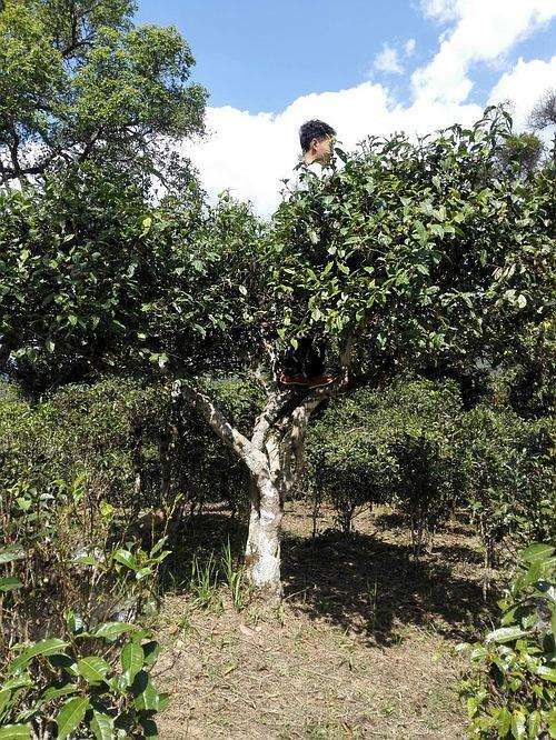 2022年攸樂古樹春茶多少錢一公斤？