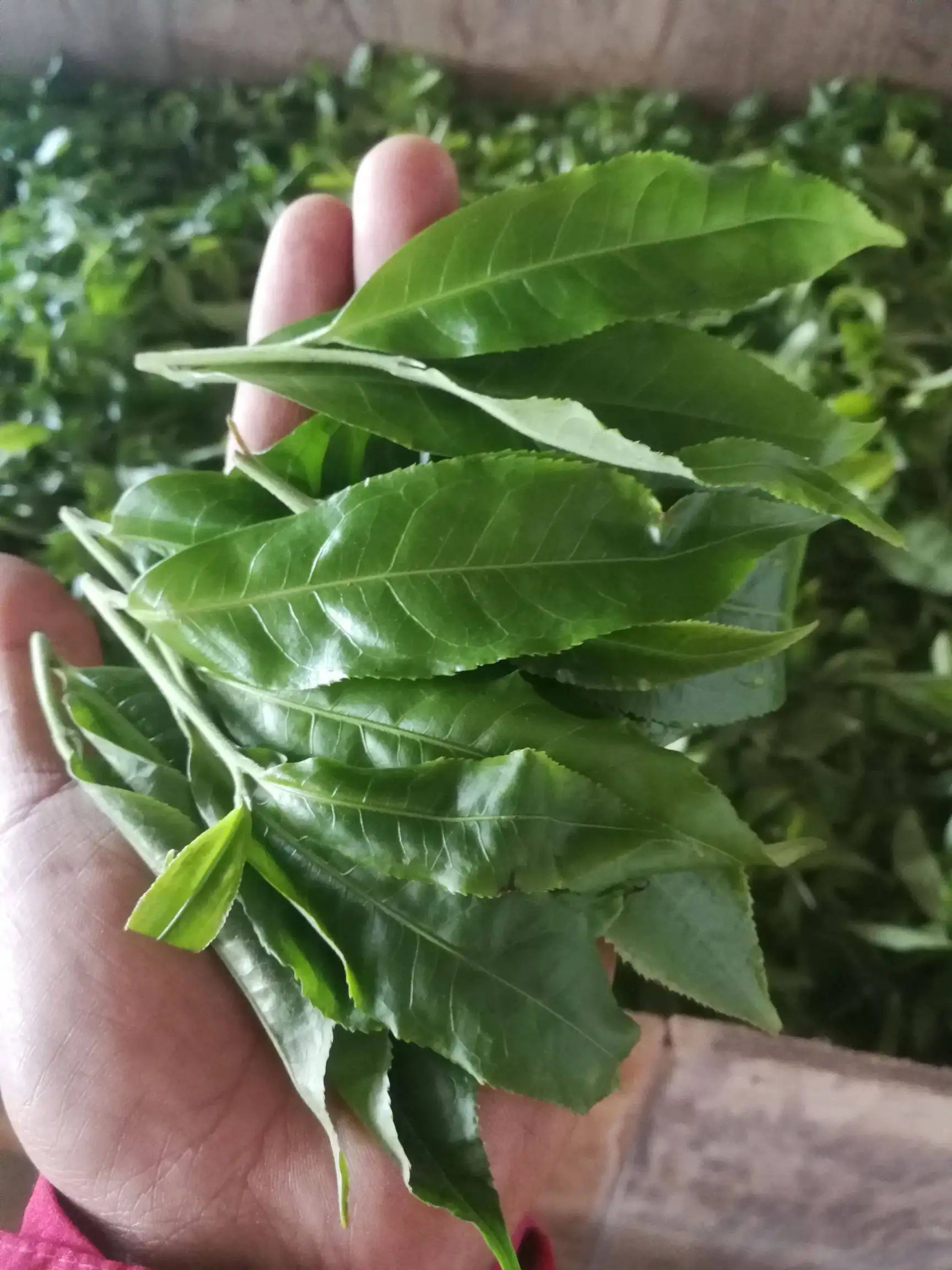 2022年易武曼秀古樹春茶價格？