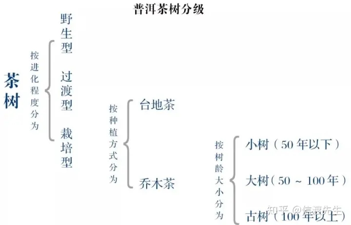 2022年按順序排列普洱茶樹等級 怎么分？